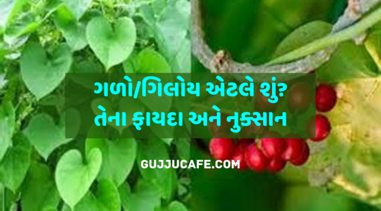 ગિલોય એટલે શું? તેના ફાયદા અને નુક્સાન