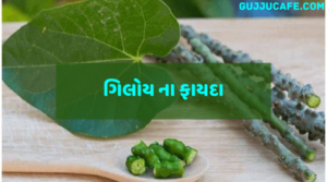 ગિલોય ના ફાયદા અને નુક્સાન (Giloy na fayda Ane nuksan)